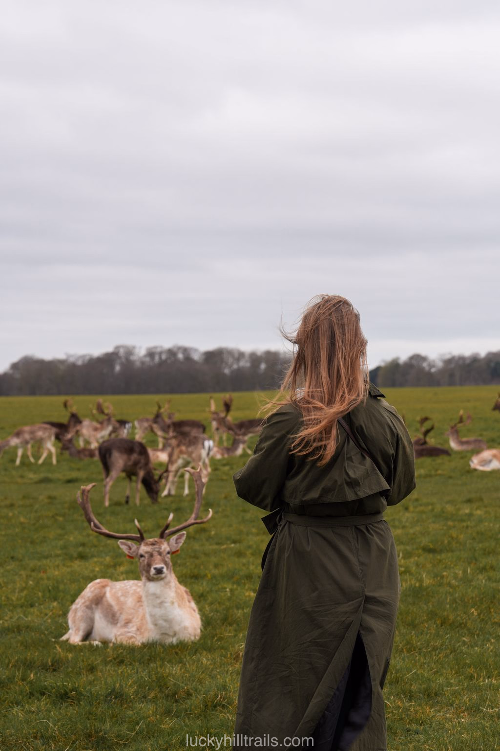 phoenix park deers
