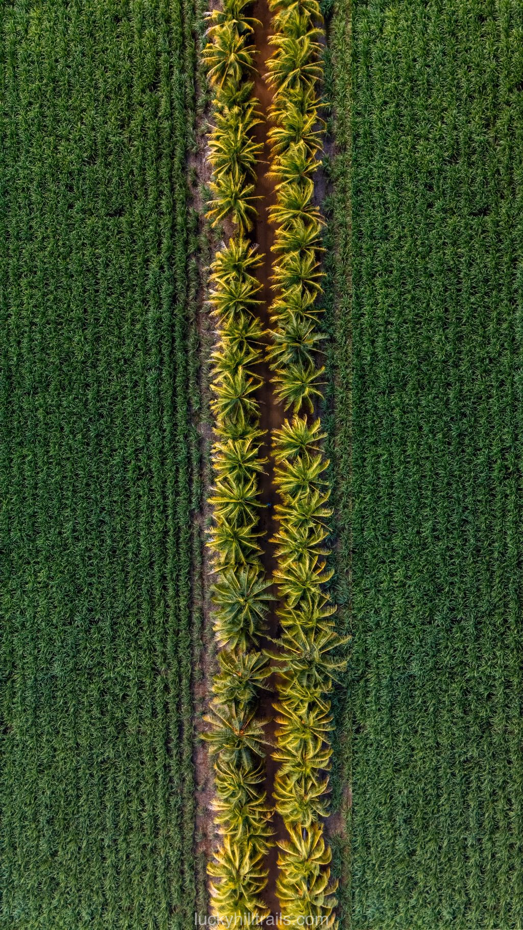mauritius